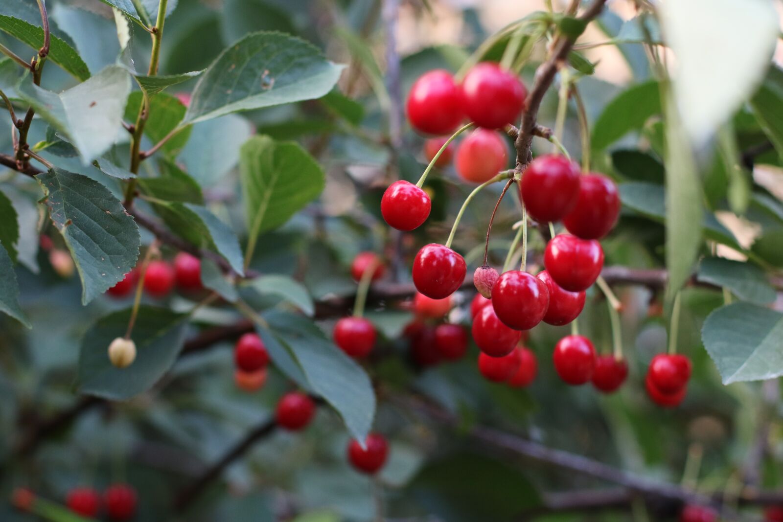 Canon EF 50mm F1.4 USM sample photo. Fruit, cherries, red photography