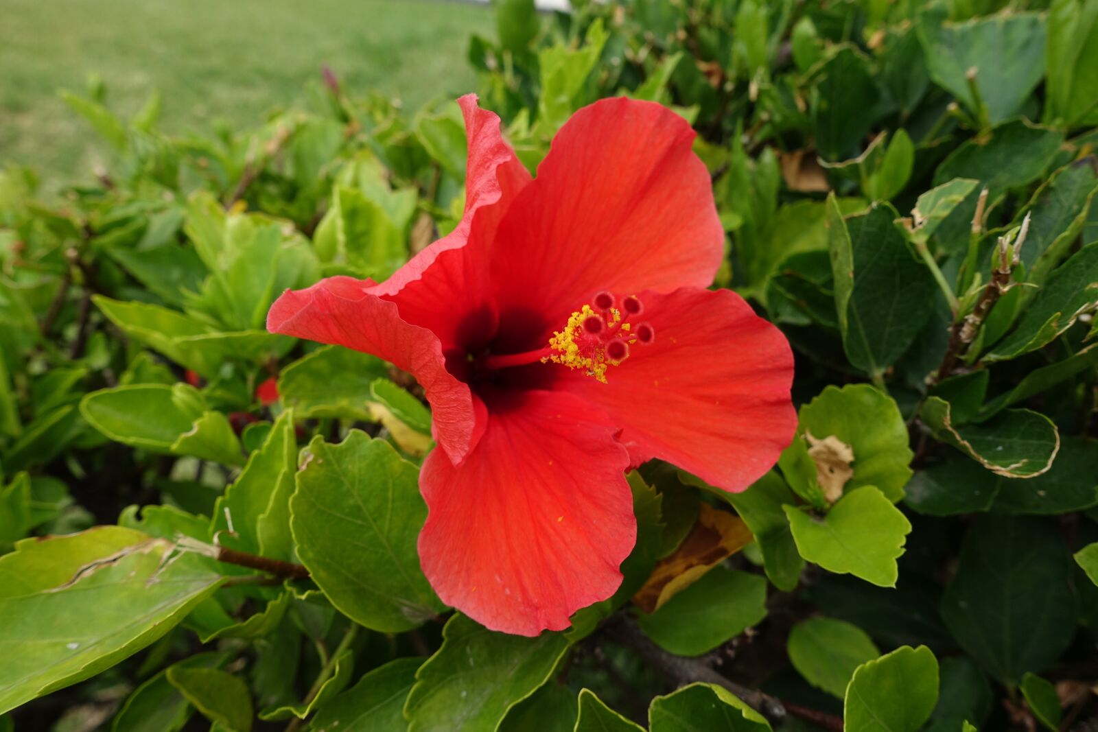 Sony Cyber-shot DSC-RX100 III sample photo. Flower, red, green flowers photography