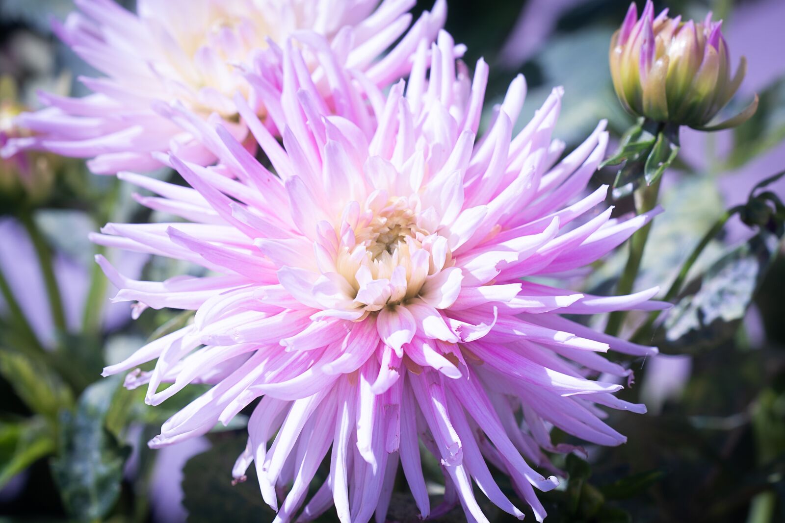 Nikon D7100 sample photo. Flower, pink, raghavendra photography
