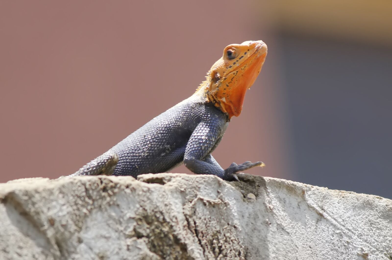 Canon EF-S 55-250mm F4-5.6 IS II sample photo. Red head lizard, agama photography