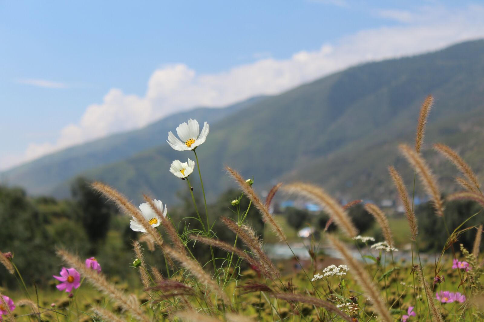 Canon EOS 1300D (EOS Rebel T6 / EOS Kiss X80) sample photo. Flower, blossom, bloom photography