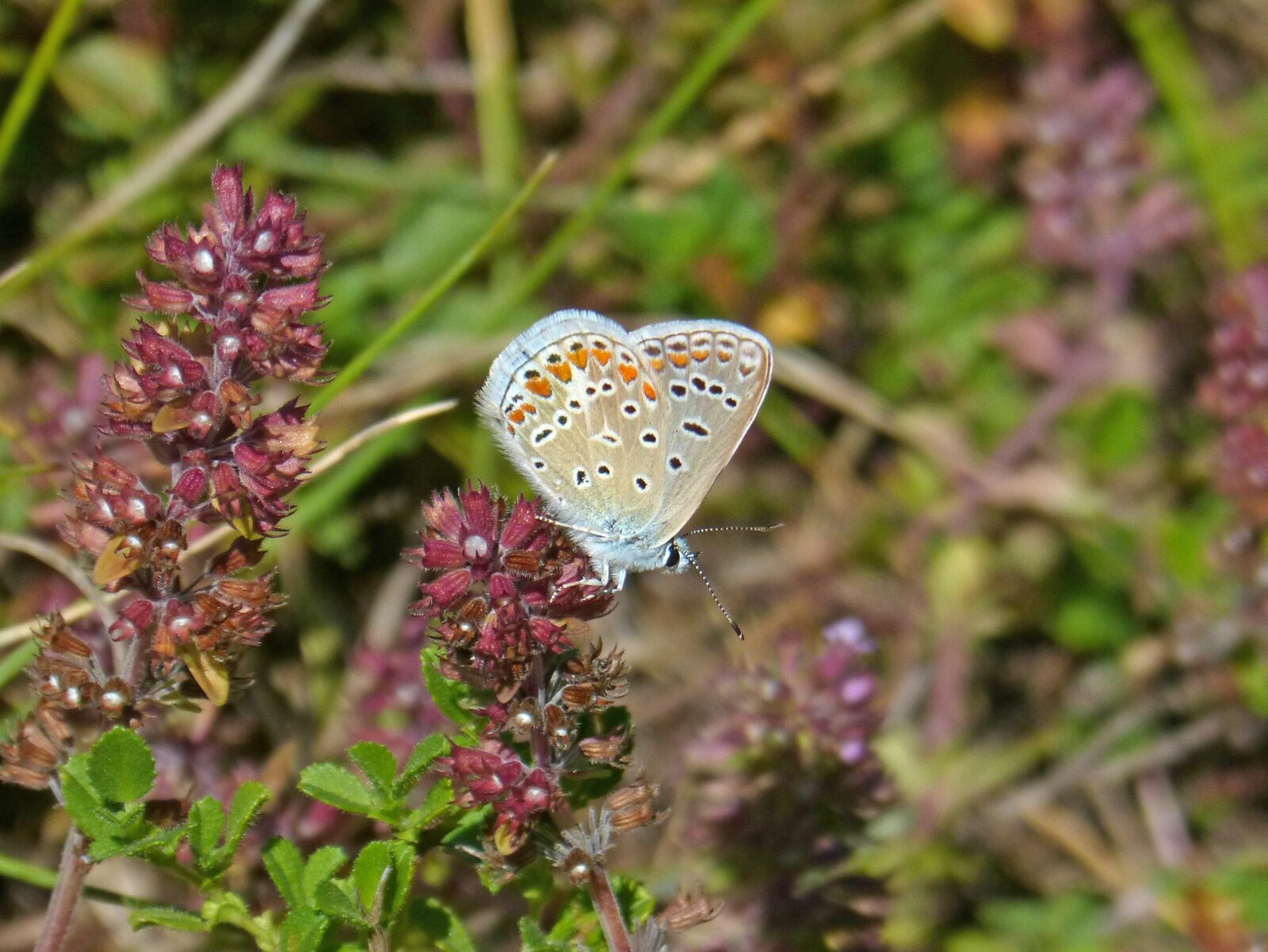 Panasonic DMC-FZ62 sample photo. Blue butterfly, blaveta, butterfly photography