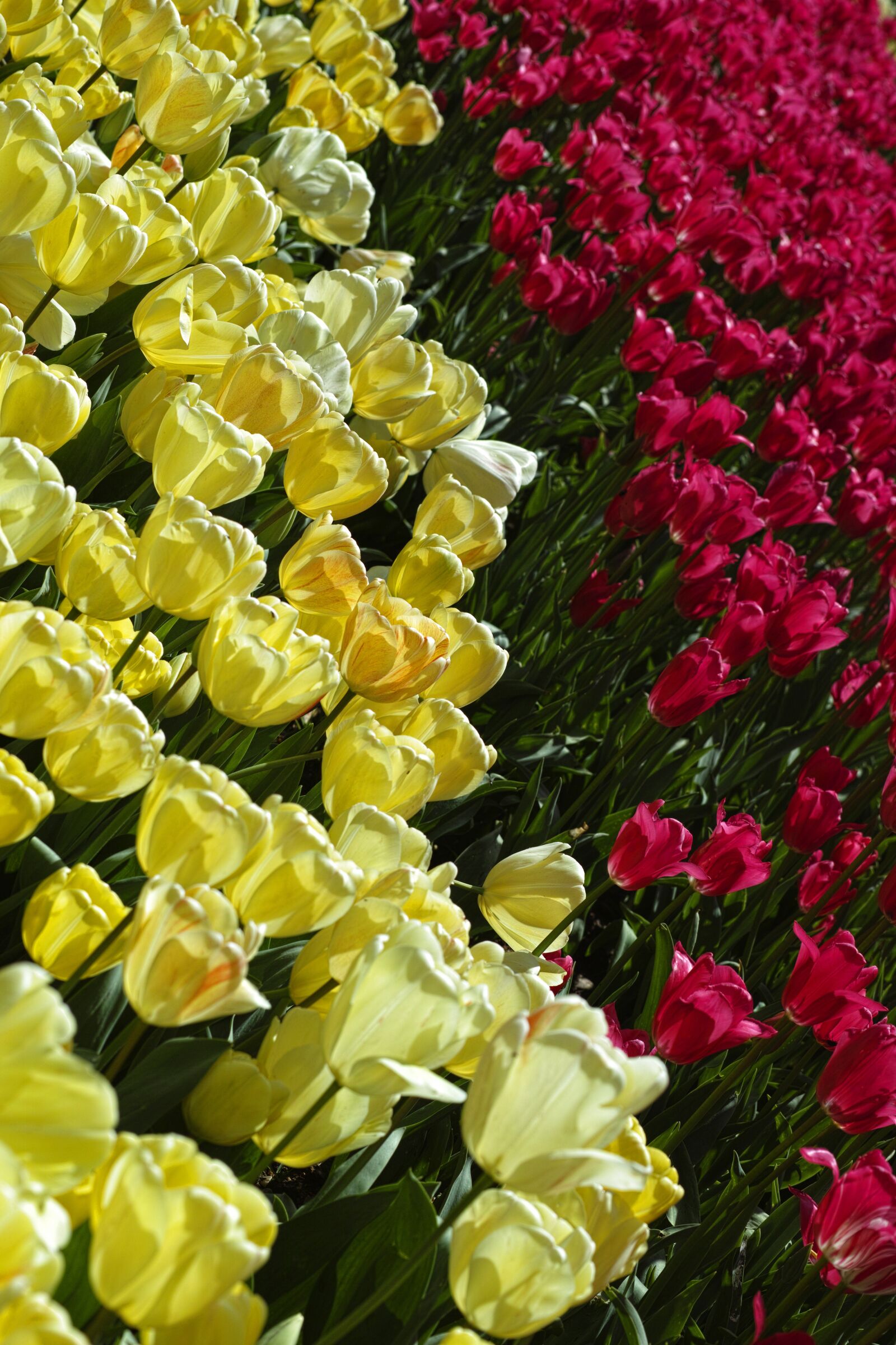 Sigma DP3 Merrill sample photo. Tulips, flower, tulip festival photography