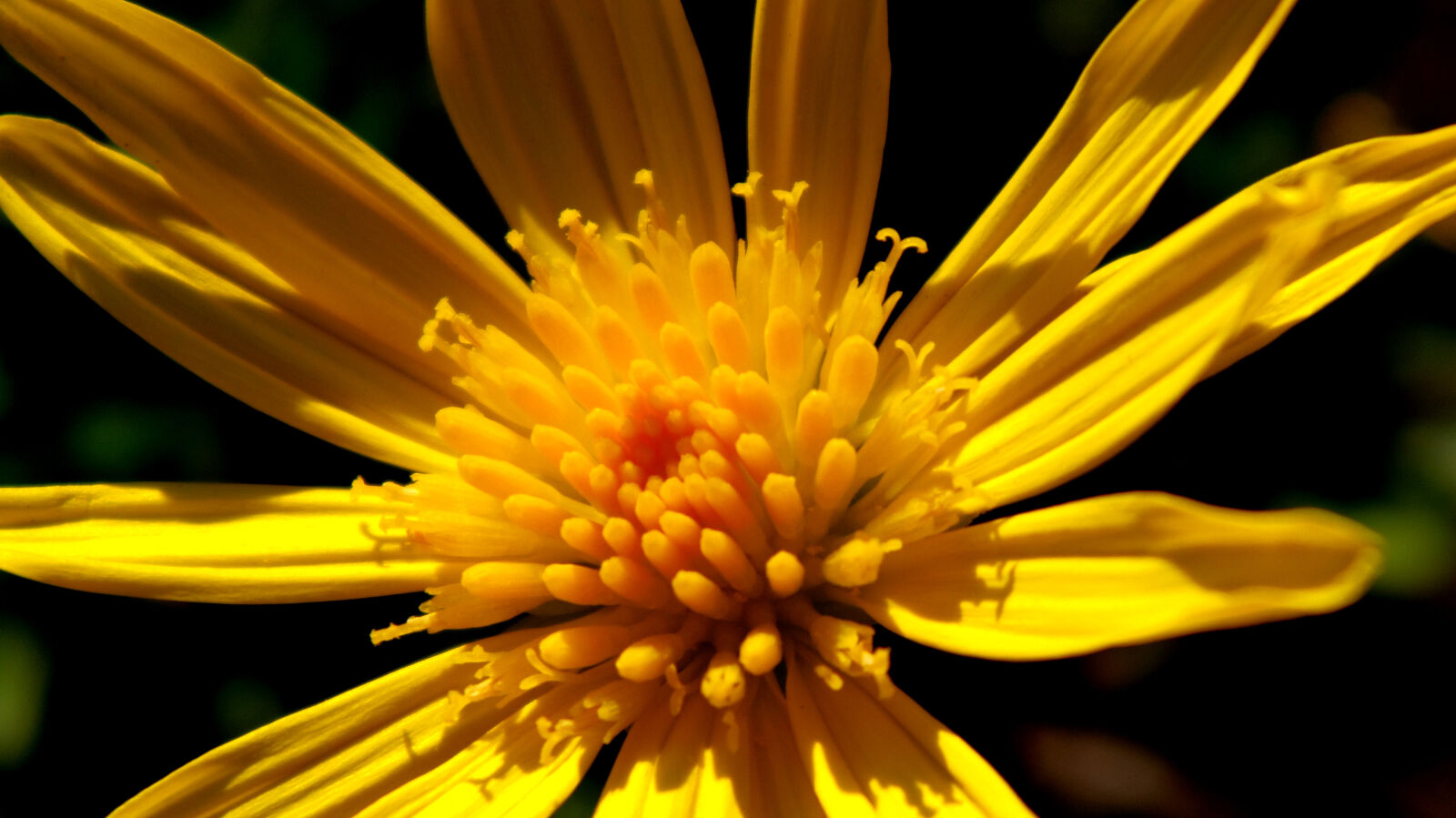 Pentax 02 Standard Zoom sample photo. Yellow, flower, photo photography