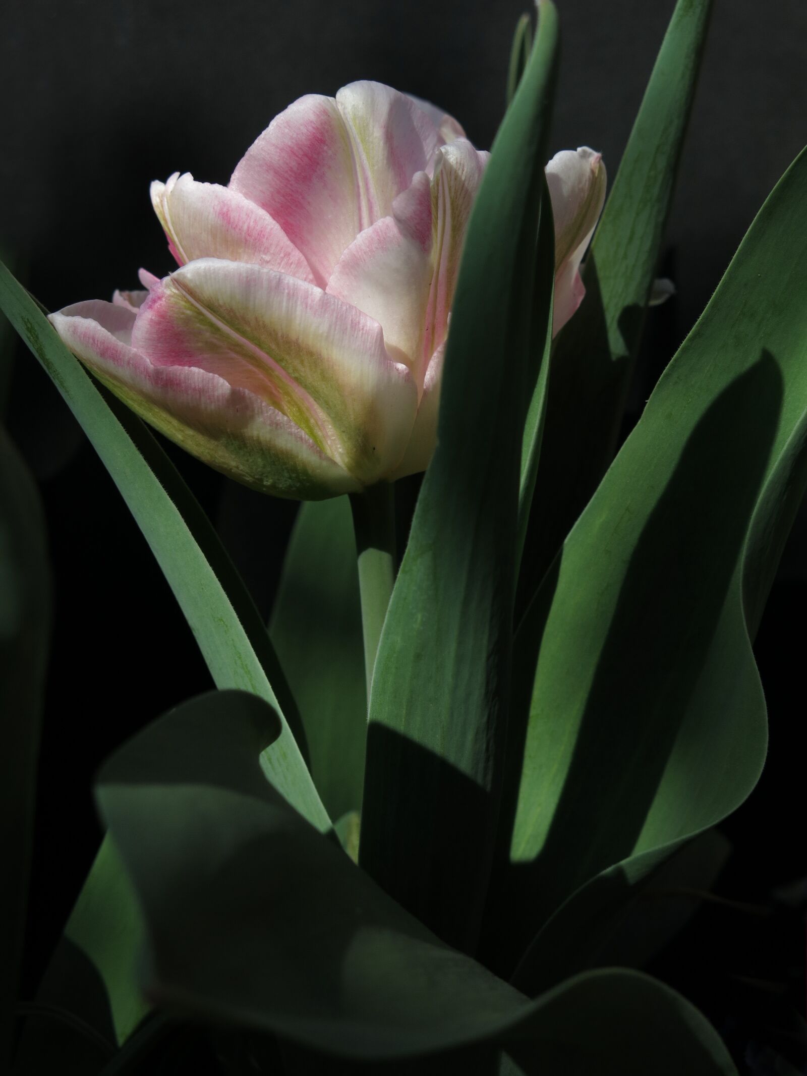 Canon PowerShot G15 sample photo. Tulip, viridiflora tulip, chinatown photography