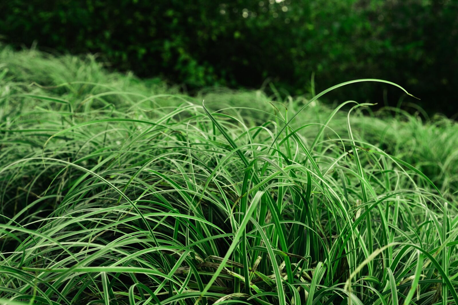 Nikon D3100 sample photo. Grasses, park, green photography