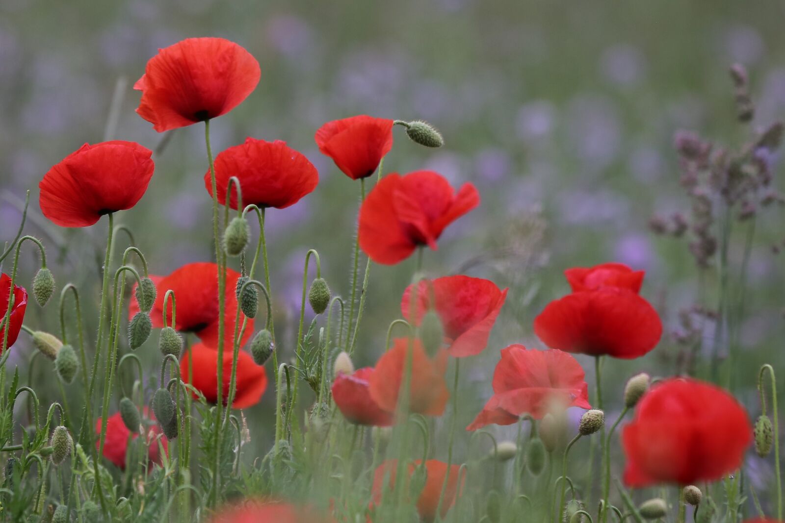 Canon EF 70-300 F4-5.6 IS II USM sample photo. Red poppies, flower, blooming photography