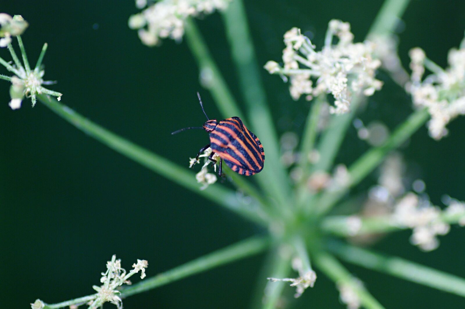 Pentax K20D sample photo. Beetle, nature, detail photography