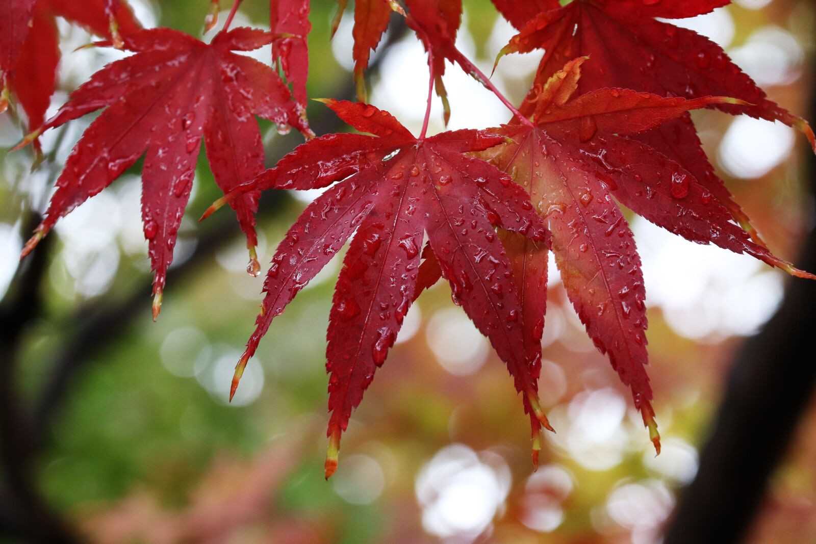 Canon EOS 800D (EOS Rebel T7i / EOS Kiss X9i) sample photo. Autumn leaves, maple, the photography