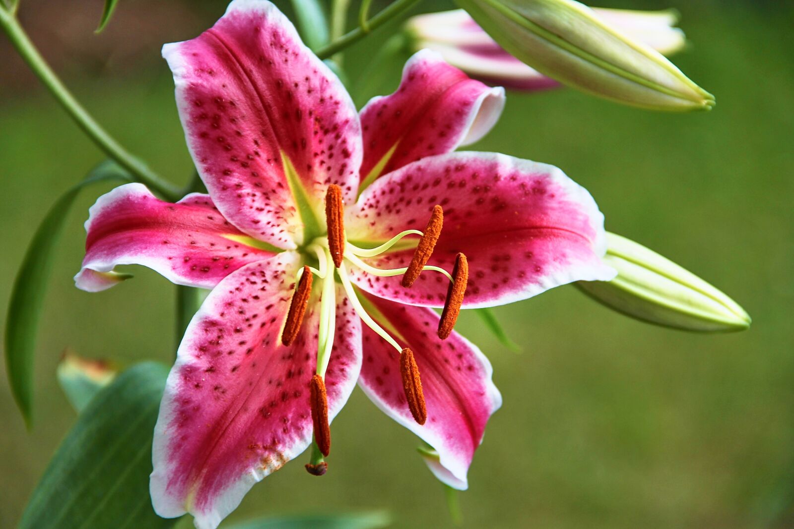 Canon EOS 1100D (EOS Rebel T3 / EOS Kiss X50) sample photo. Lily, liliaceae, red photography