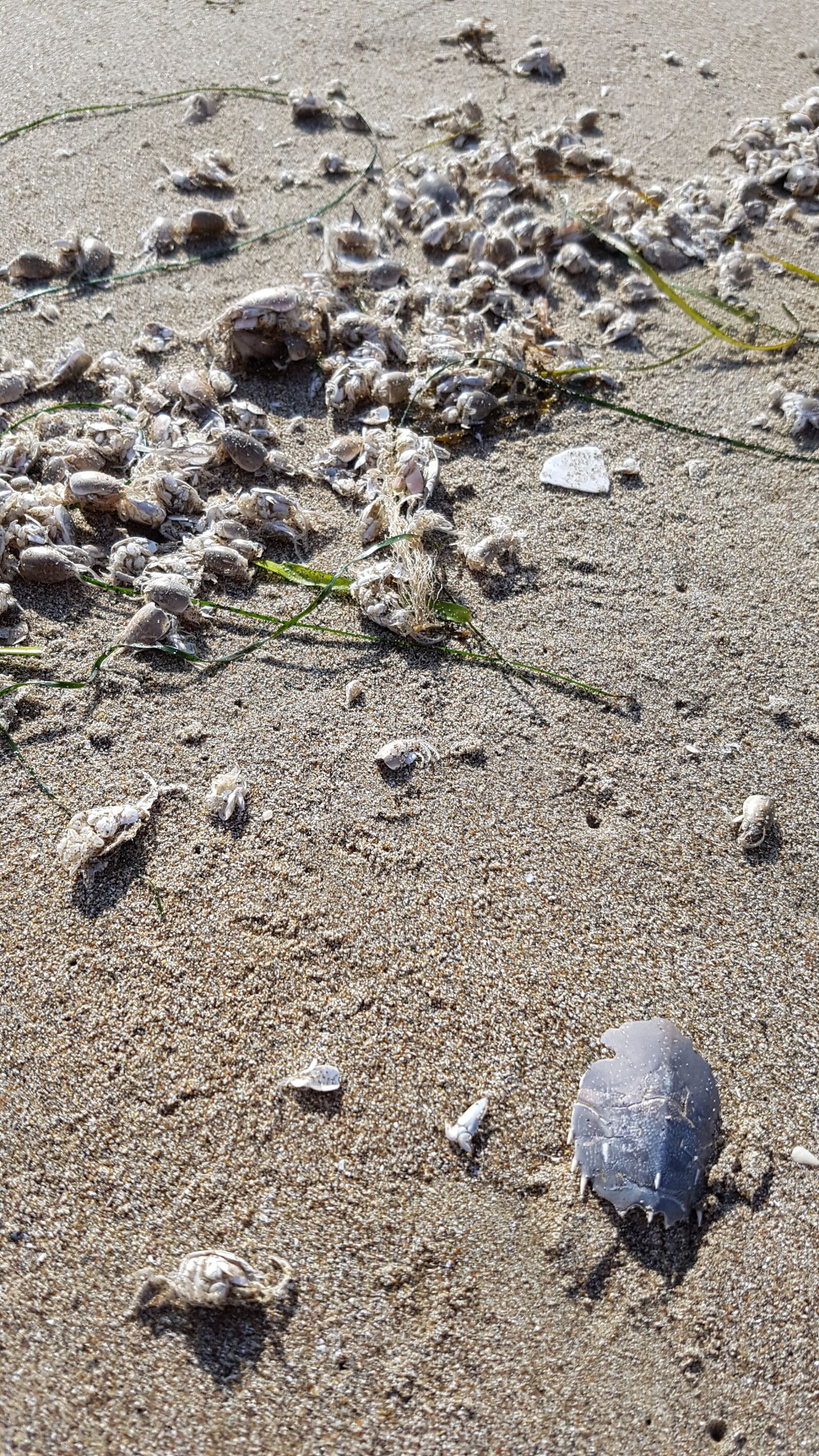 Samsung Galaxy S7 Edge sample photo. Beach, sand, shells photography