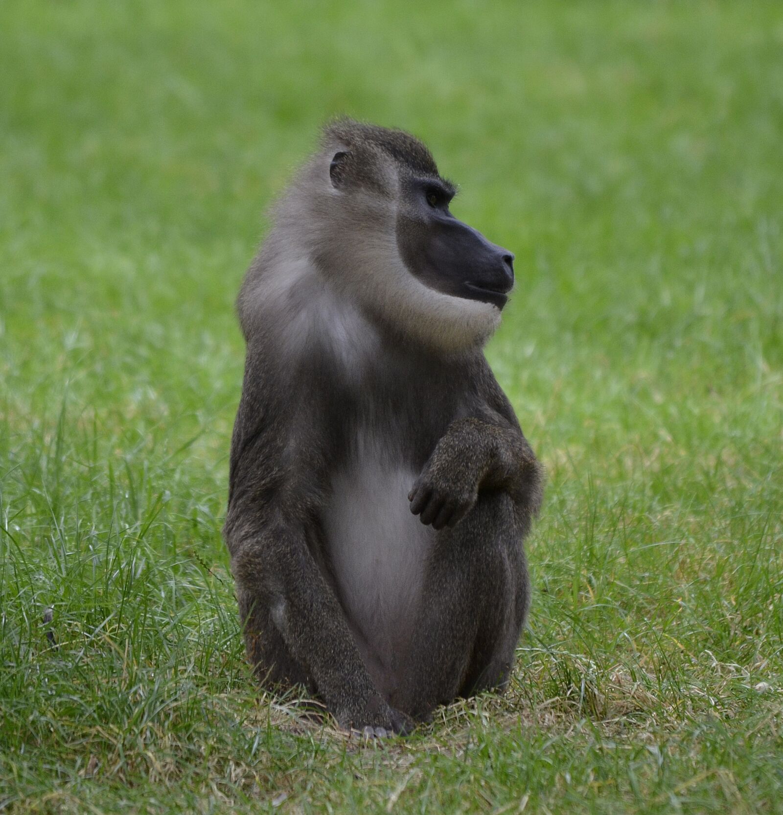 Nikon D7000 sample photo. Ape, africa, monkey photography