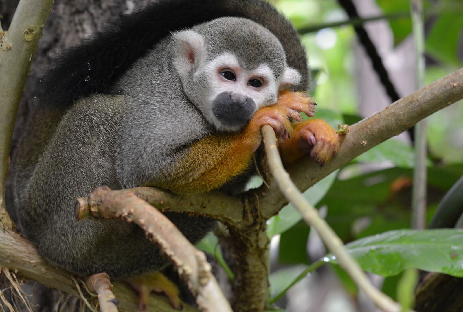 Nikon D5200 sample photo. Animal world, monkey, cute photography