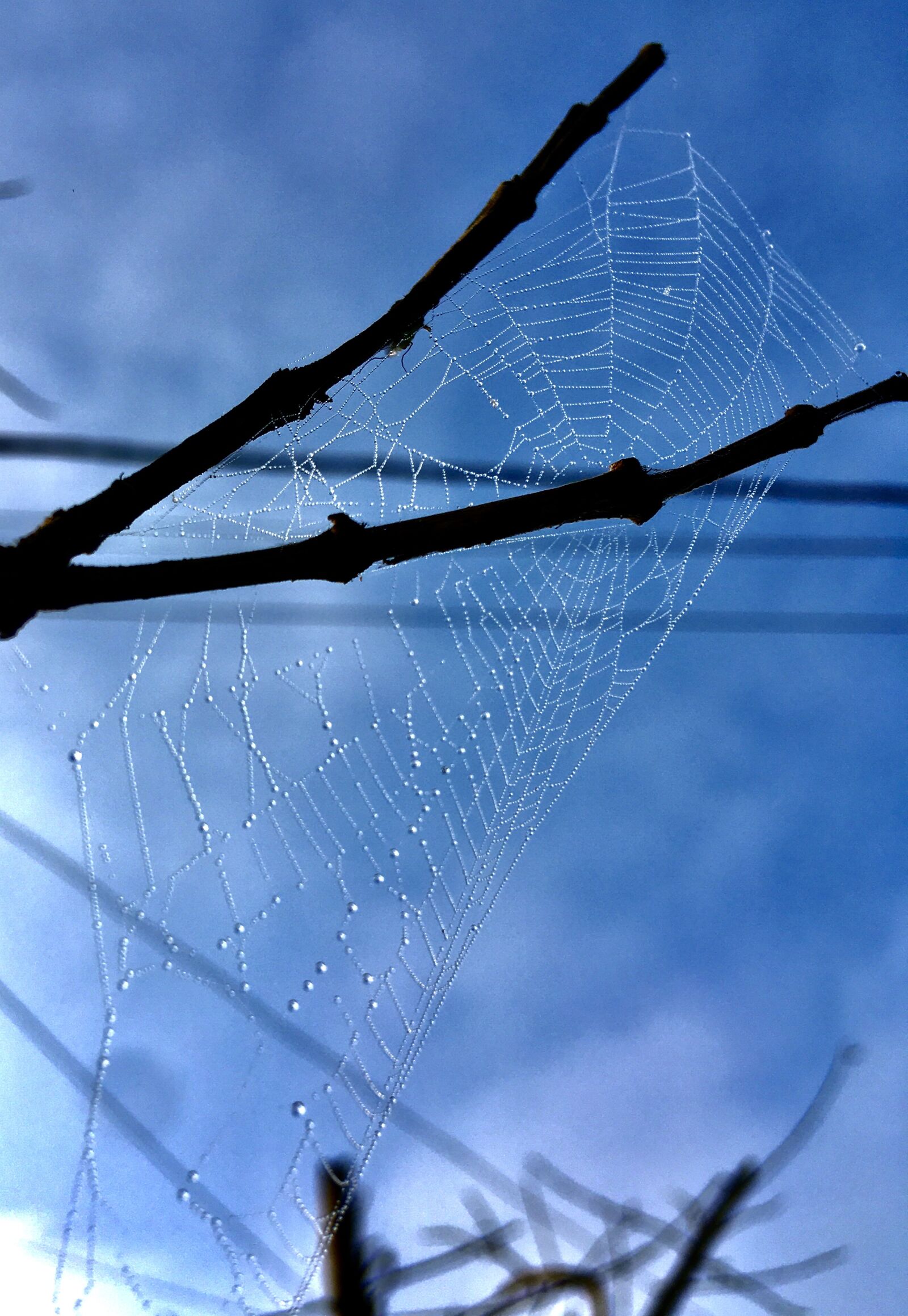Apple iPhone SE (1st generation) sample photo. Spider net, dew, nature photography