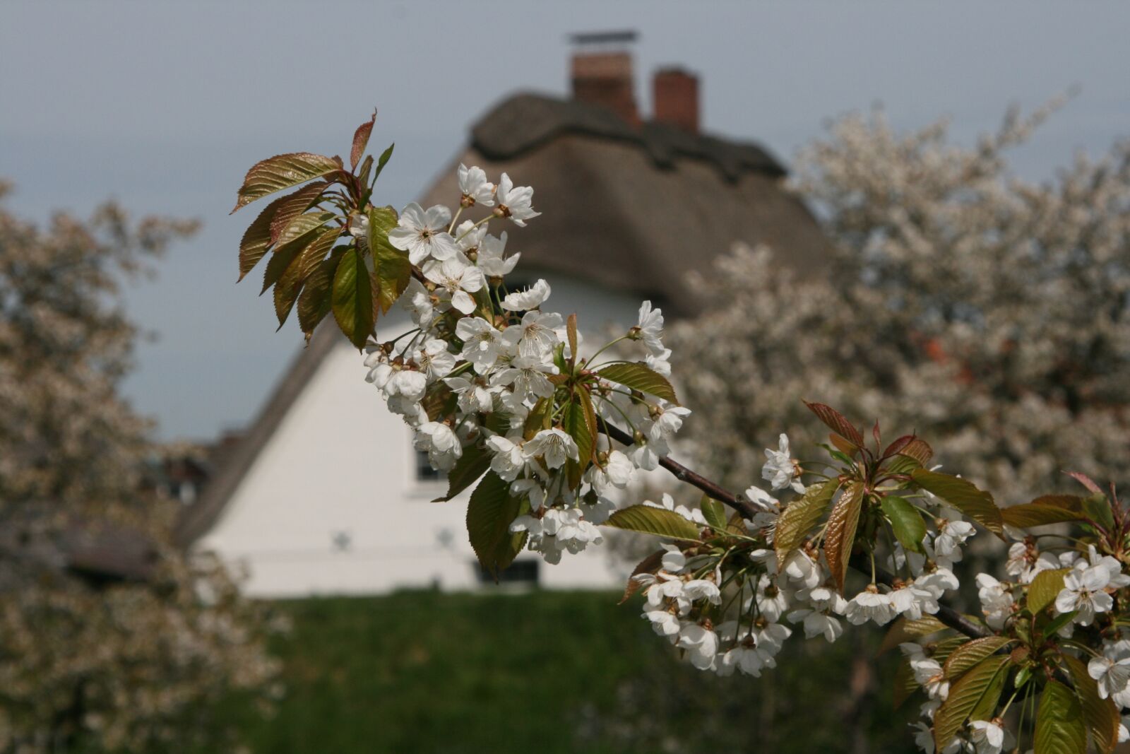 Canon EOS 400D (EOS Digital Rebel XTi / EOS Kiss Digital X) sample photo. Old country, mood, nature photography