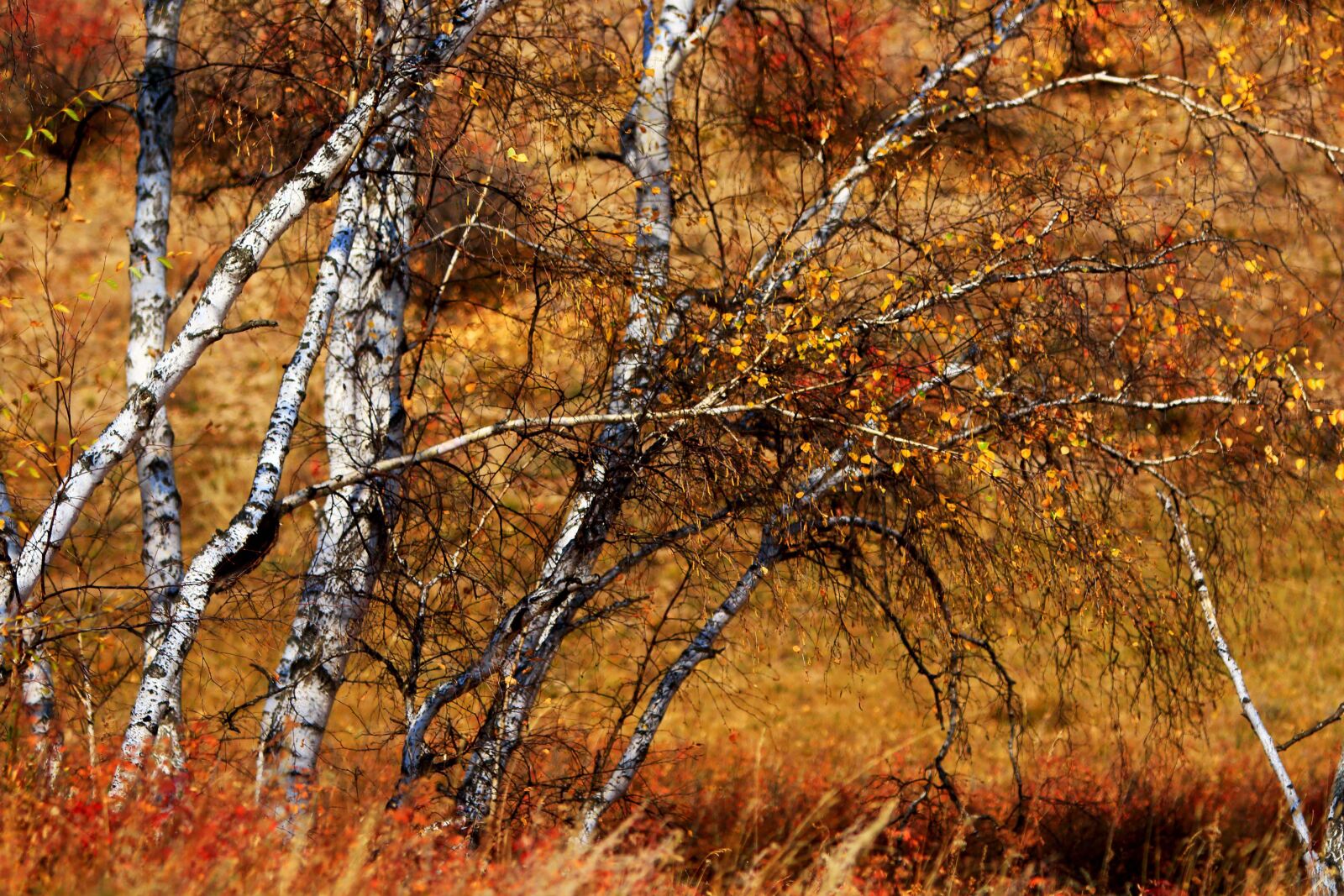 Canon EOS 70D sample photo. Autumn, leaf, tree photography