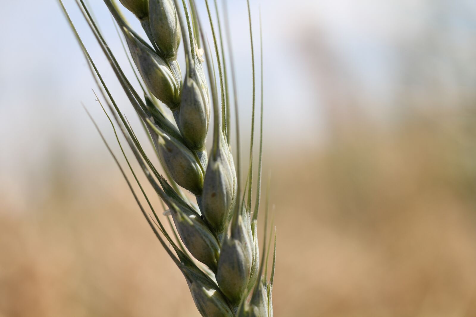 Canon EOS 550D (EOS Rebel T2i / EOS Kiss X4) sample photo. Ear, close up, cereals photography