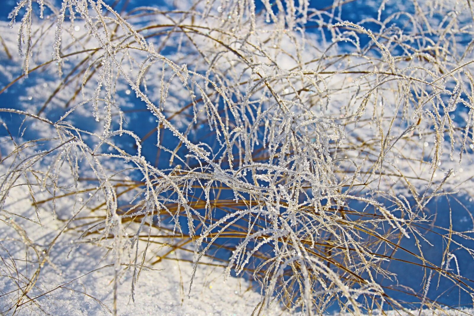 Canon EOS 760D (EOS Rebel T6s / EOS 8000D) sample photo. Winter, freeze, frost photography