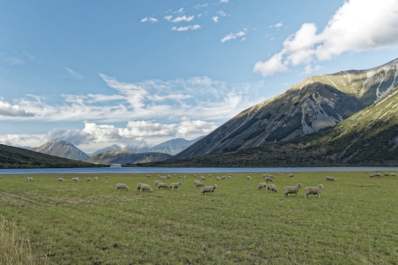 Nikon D500 sample photo. New zealand, craigieburn forest photography