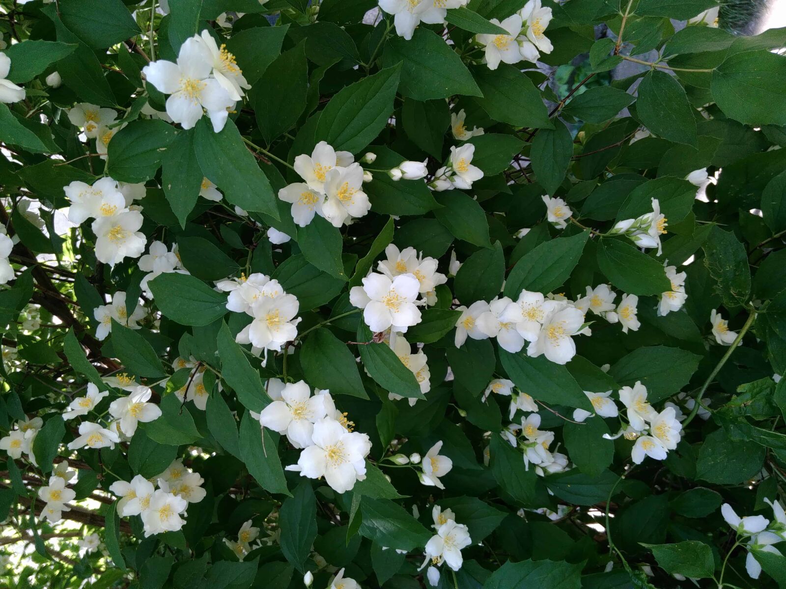 Lenovo S60-A sample photo. Garden, flora, flower, nature photography