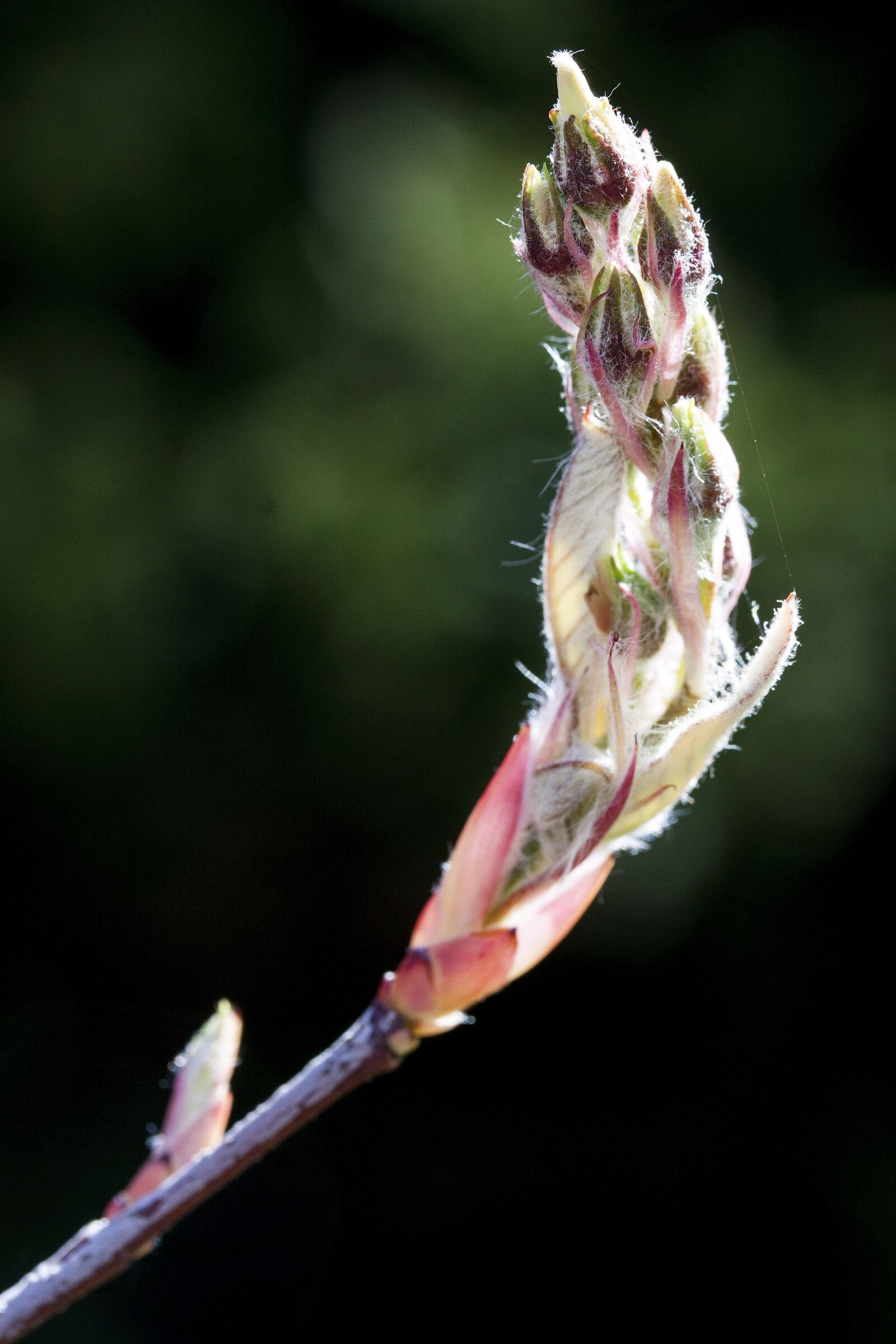 Canon EOS 50D sample photo. Amelanchier, kernobstgewaechs, large photography