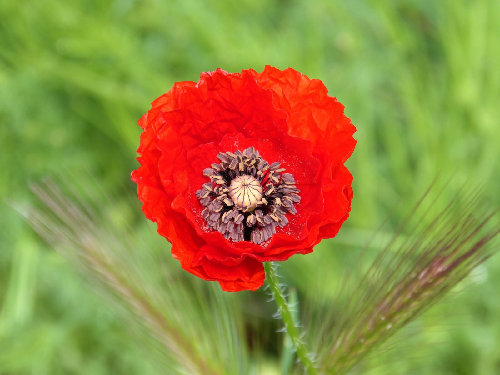 Panasonic DMC-FZ62 sample photo. Poppy, rosella, ababol photography