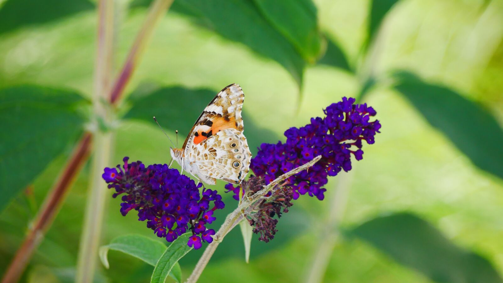Panasonic Lumix DMC-GX85 (Lumix DMC-GX80 / Lumix DMC-GX7 Mark II) sample photo. Butterfly, flower, nature photography