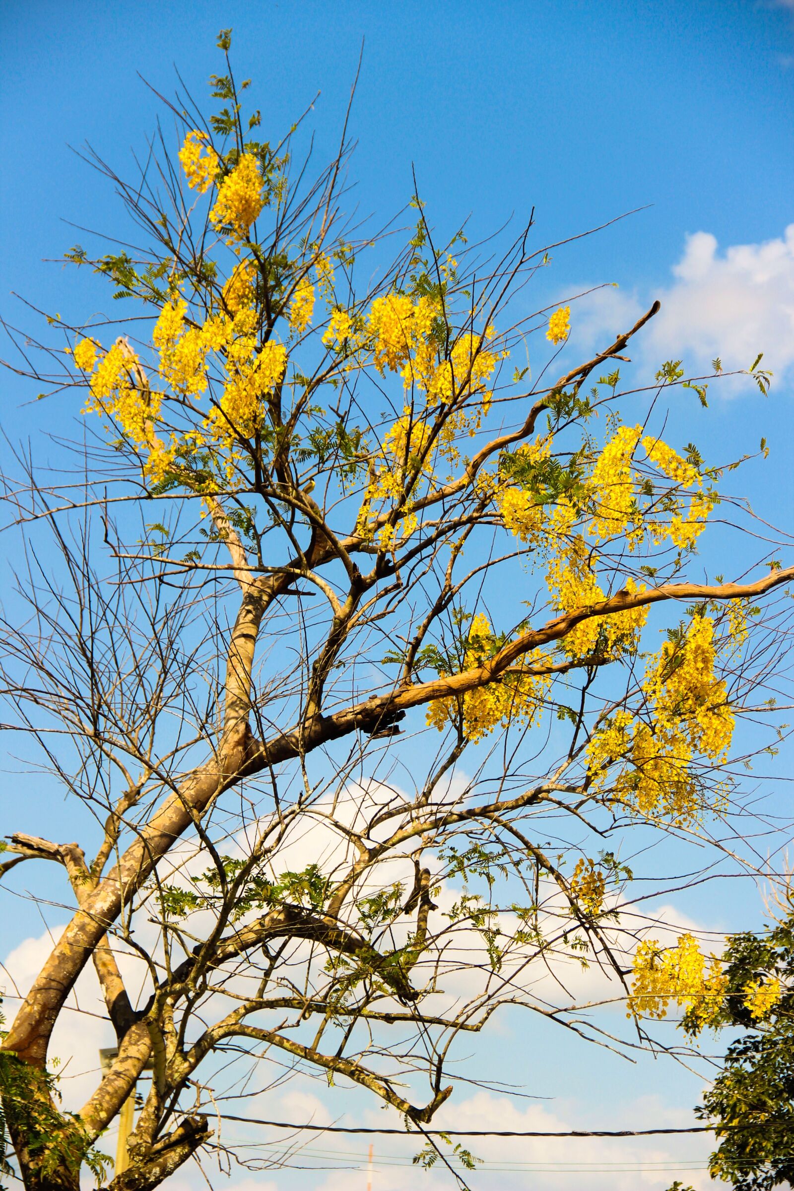 Canon EOS 600D (Rebel EOS T3i / EOS Kiss X5) sample photo. Ipê, flying, tree photography