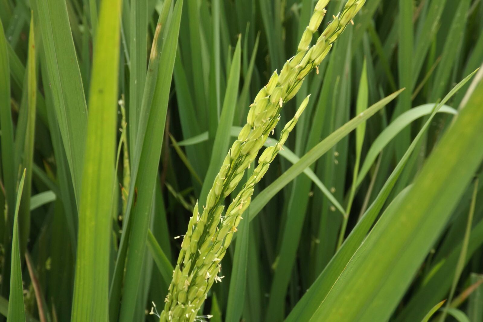 Fujifilm FinePix S4600 sample photo. Barley, agriculture, wheat, spring photography