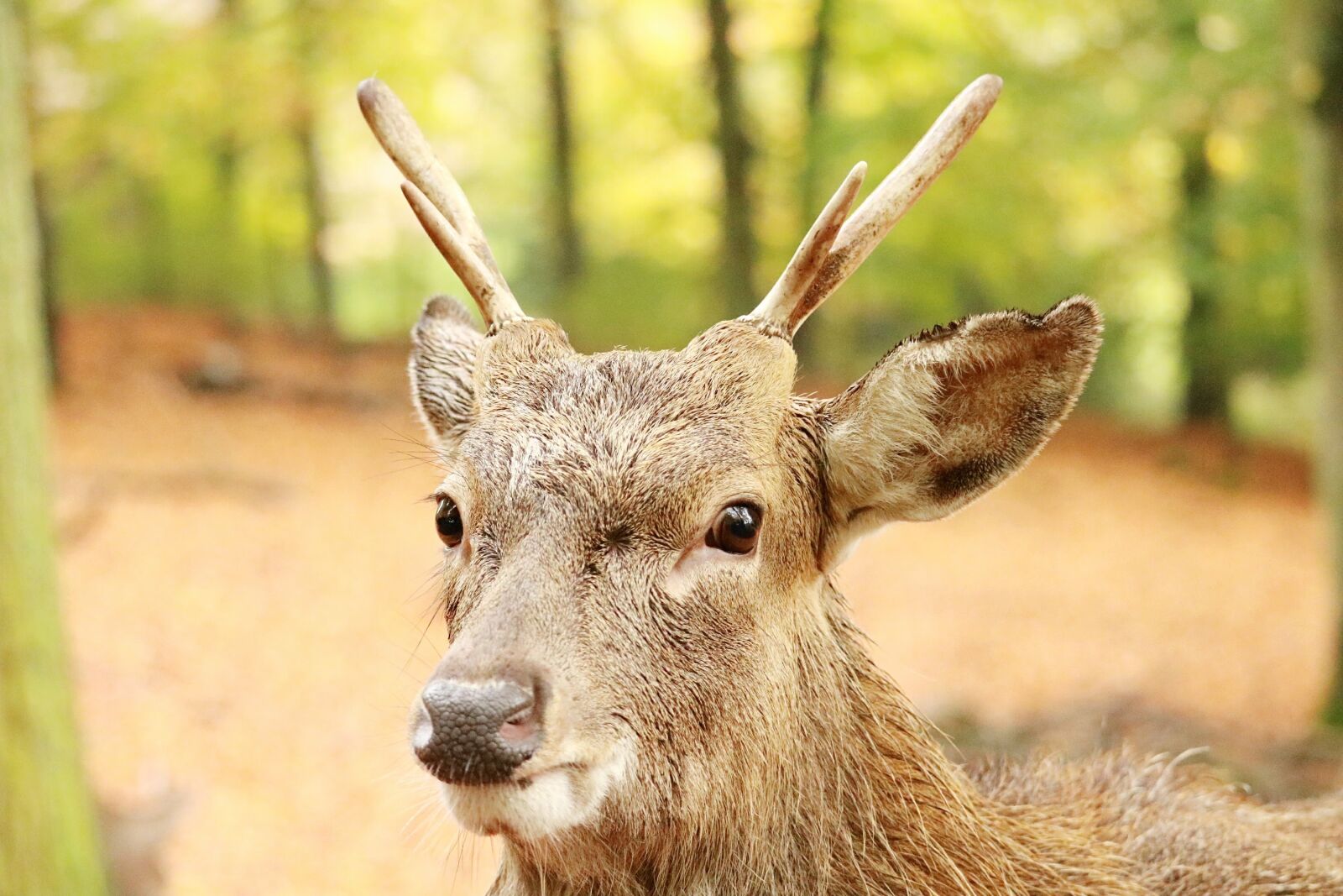 Canon EOS 750D (EOS Rebel T6i / EOS Kiss X8i) sample photo. Nature, animal world, mammal photography