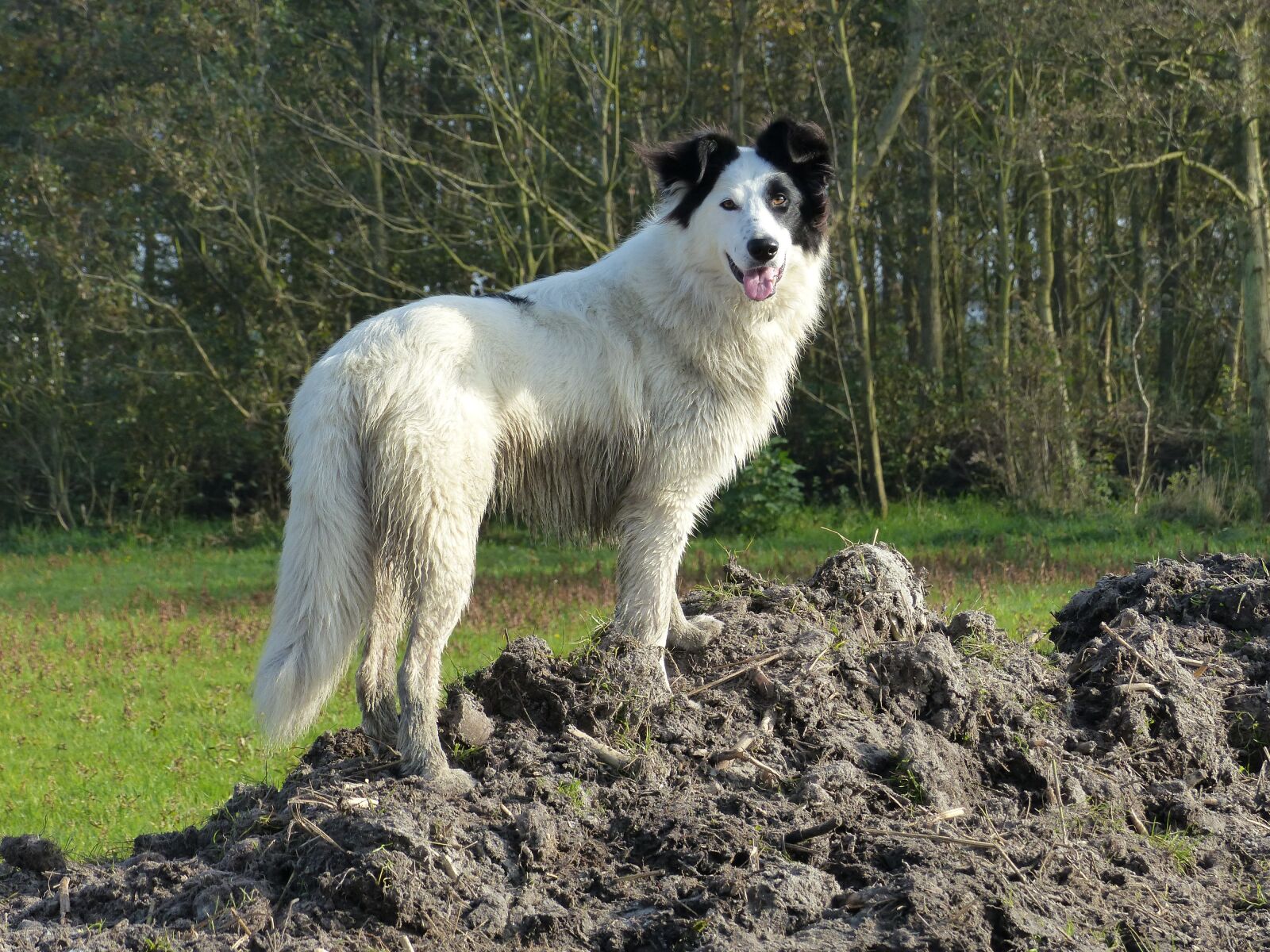 Panasonic Lumix DMC-FZ200 sample photo. Dog, nice, stately photography
