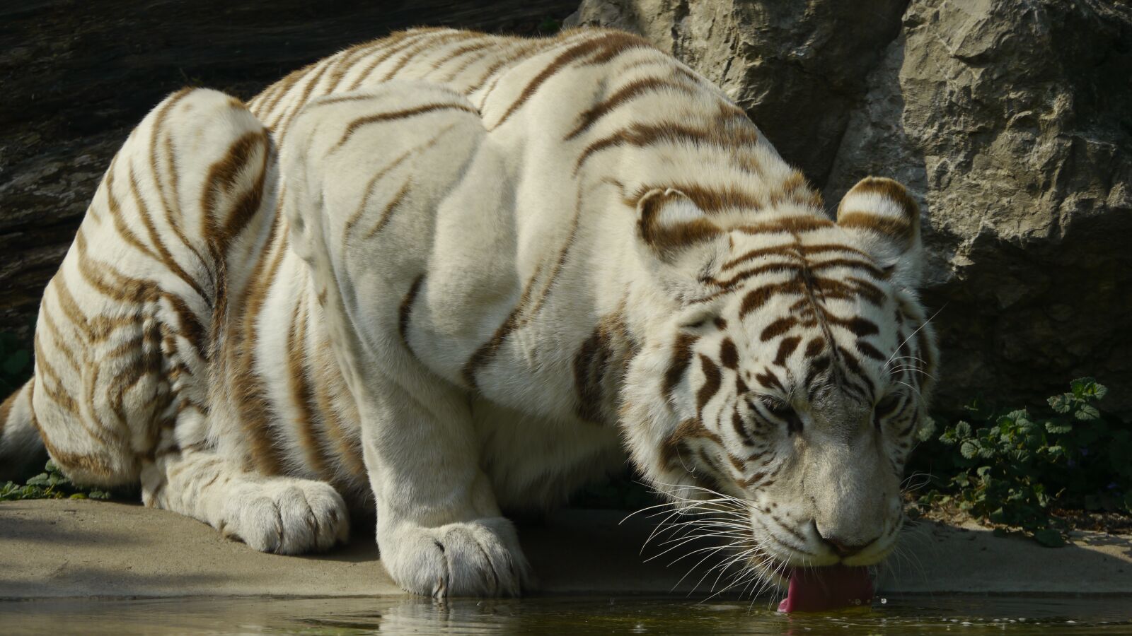 Panasonic Lumix DMC-GH2 sample photo. White bengal tiger, mammal photography