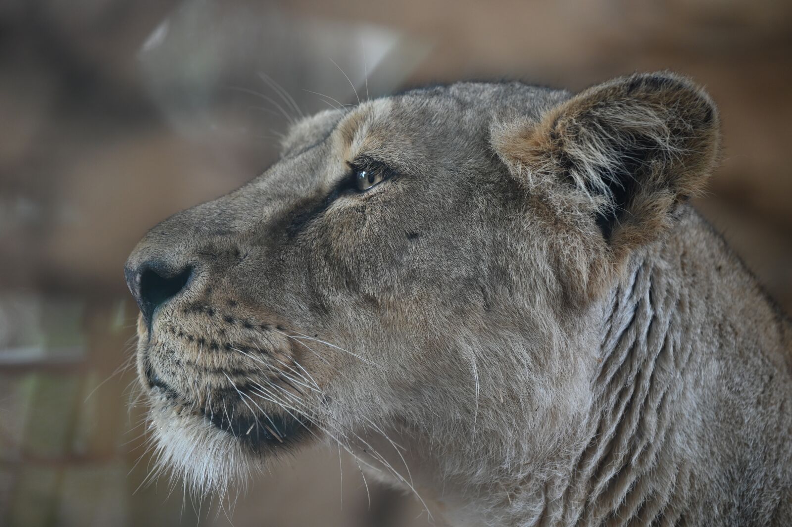 Nikon Z6 sample photo. Lioness, whiskers, predator photography