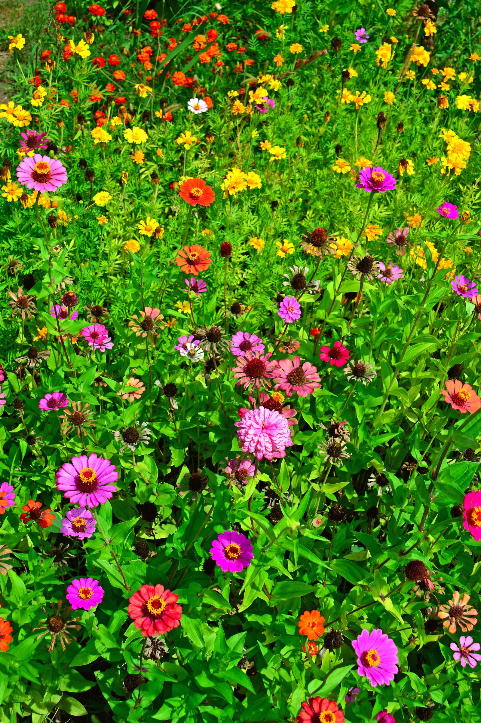 Nikon D3200 sample photo. Color, summer, flowers photography