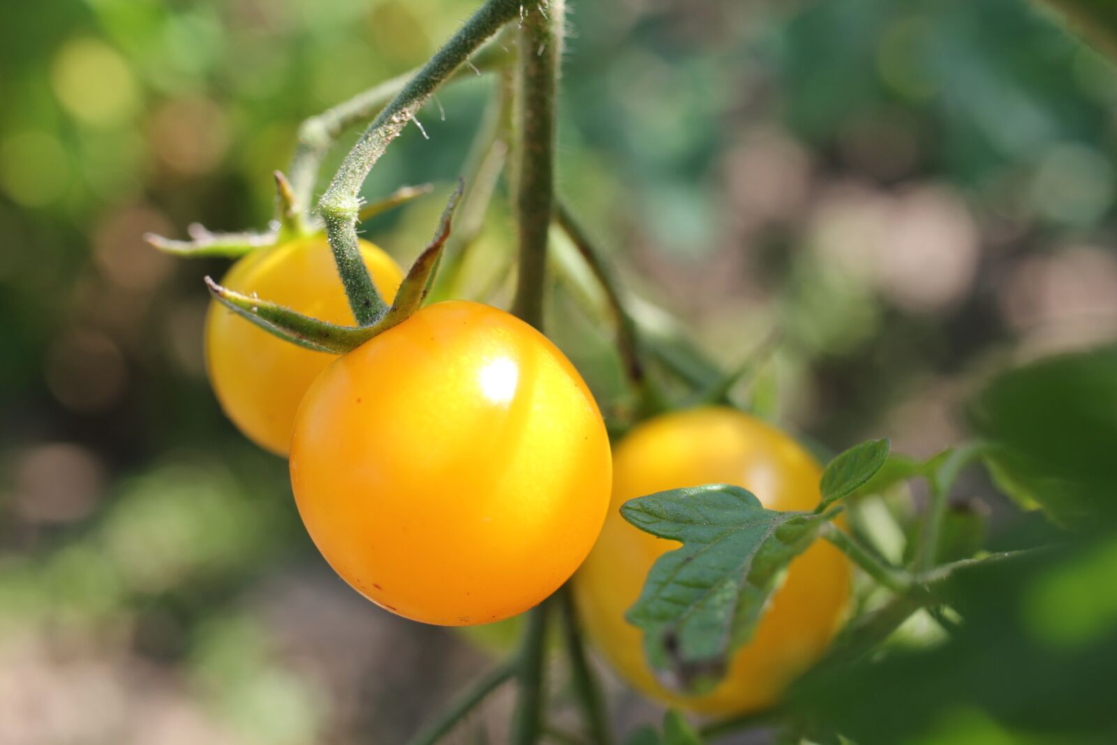Canon EOS 550D (EOS Rebel T2i / EOS Kiss X4) sample photo. Tomatoes, yellow, shrub photography