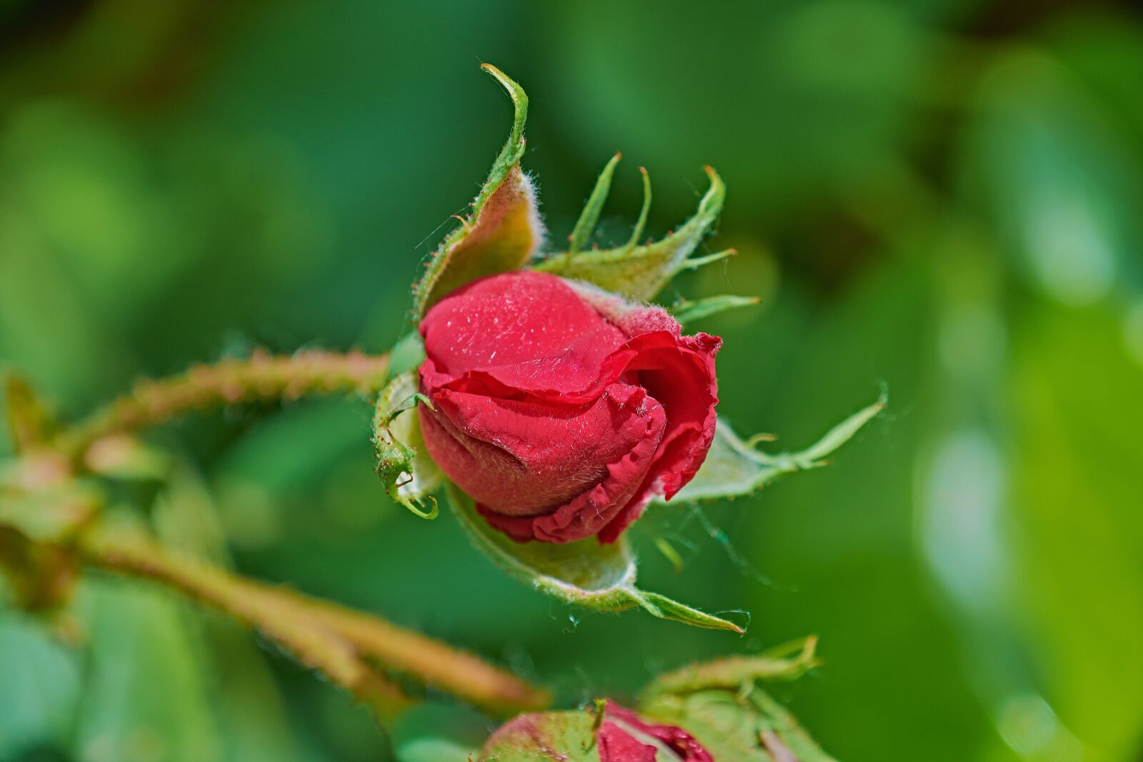 Nikon D7200 sample photo. Rosa, garden, flower photography