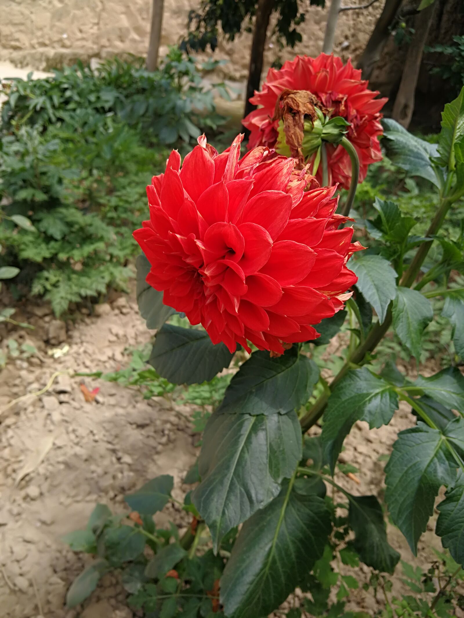 HUAWEI Mate 9 Pro sample photo. Dahlia, high, red photography