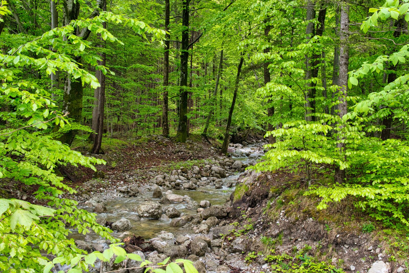 Nikon D7500 sample photo. Bach, torrent, nature photography