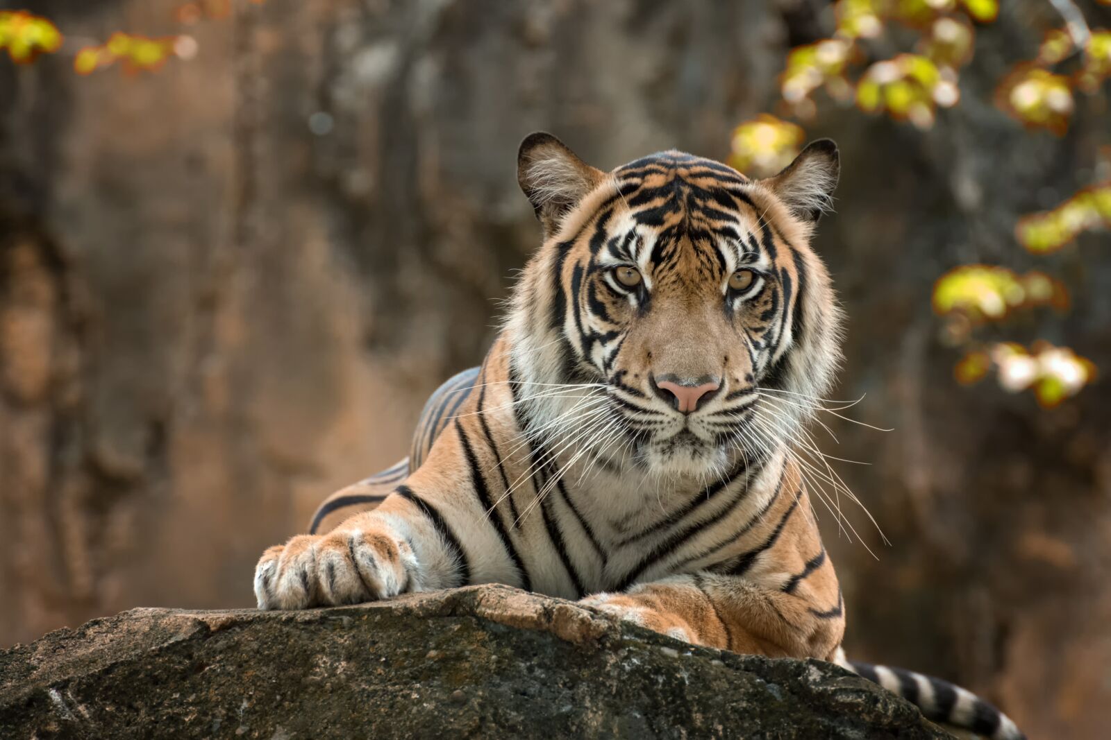 Nikon D750 sample photo. Tiger, white, color photography