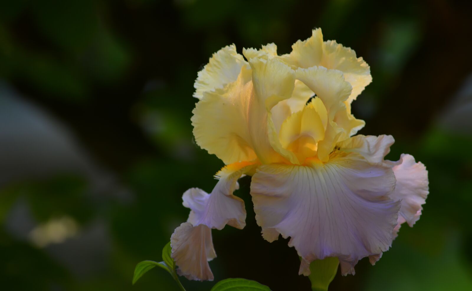 Nikon D5200 sample photo. Iris, flowers, spring photography