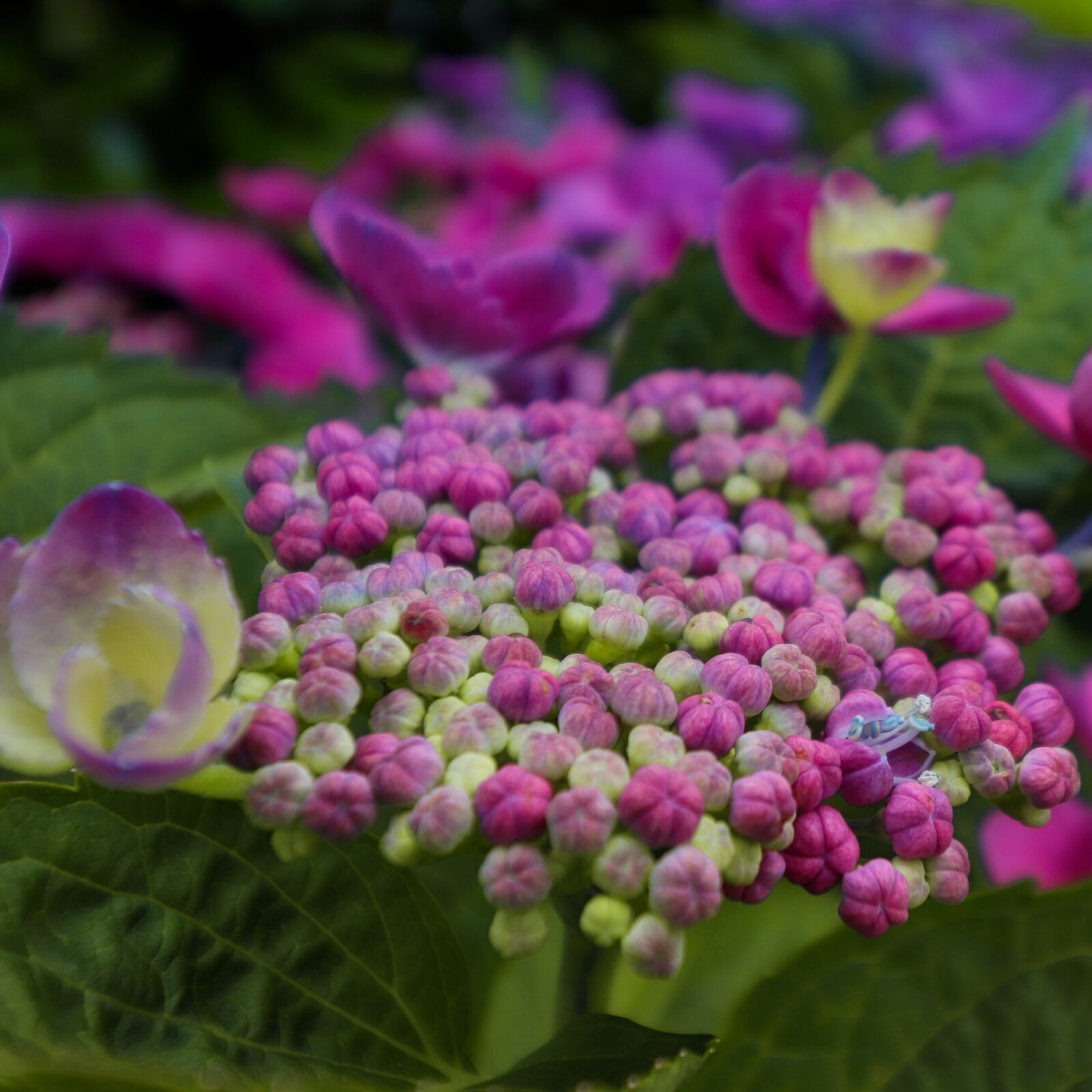 Canon EOS 200D (EOS Rebel SL2 / EOS Kiss X9) sample photo. Hydrangea, flower, blossom photography