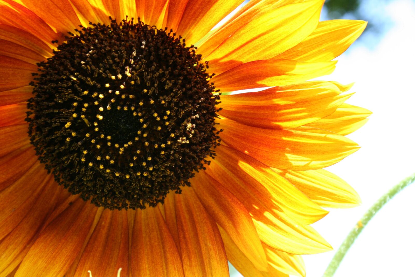Canon EOS 350D (EOS Digital Rebel XT / EOS Kiss Digital N) sample photo. Sunflower, flower, bloom photography