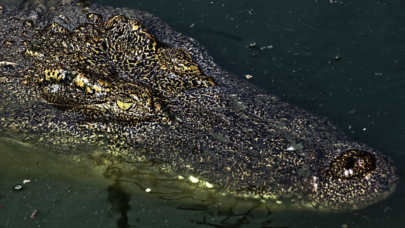 Panasonic Lumix DMC-FZ1000 sample photo. Crocodile, alligator, gad photography