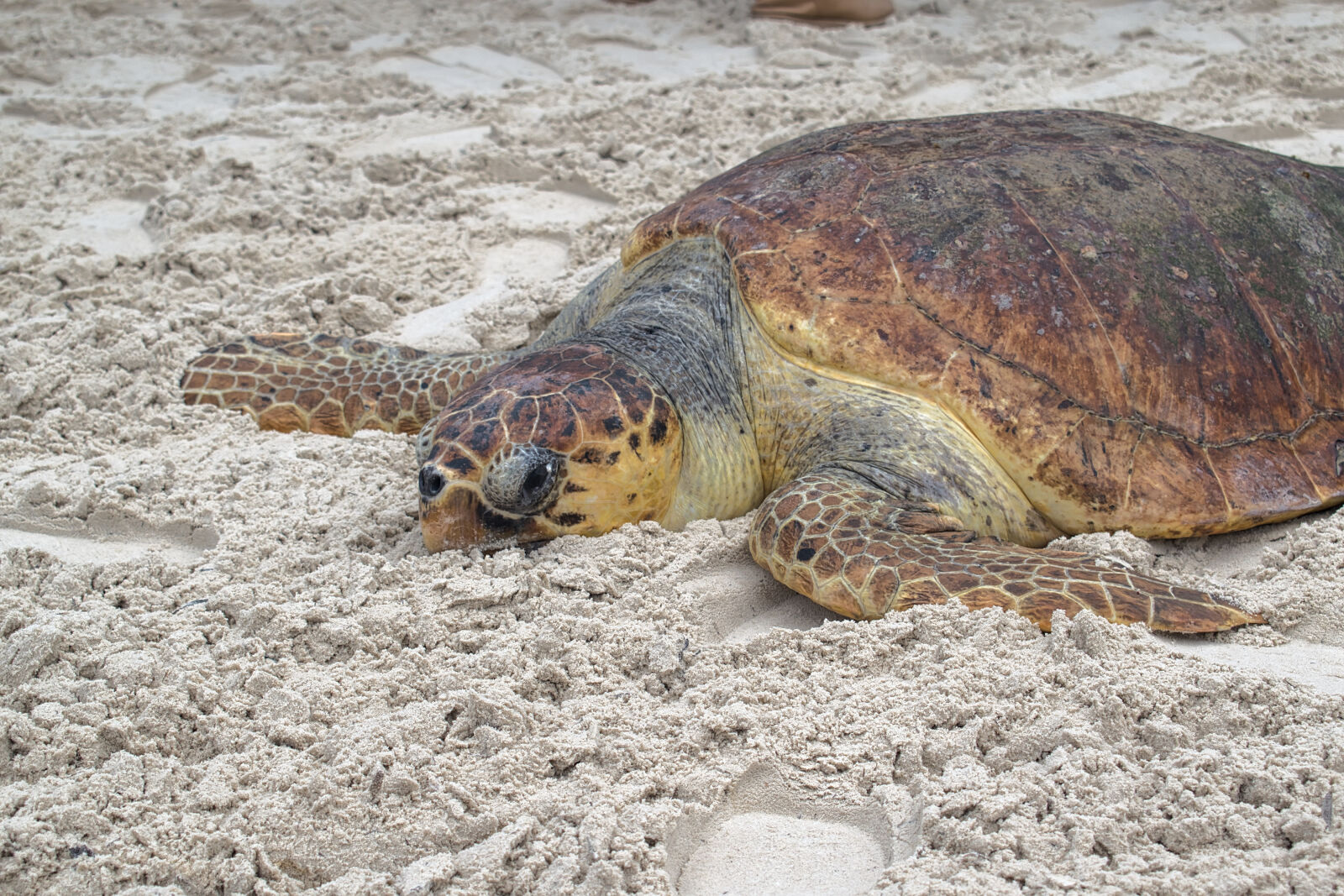 Nikon D5500 sample photo. Animal, animal, photography, beach photography