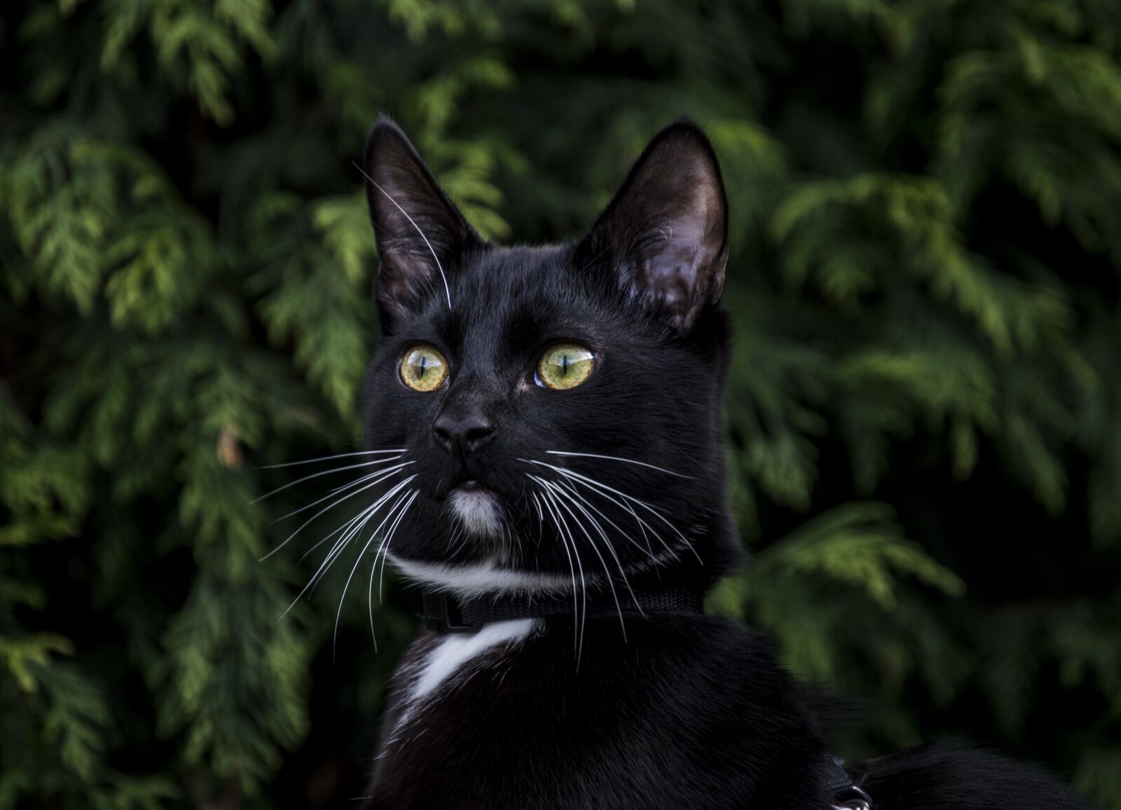Nikon D3200 sample photo. Cat, animals, nature photography