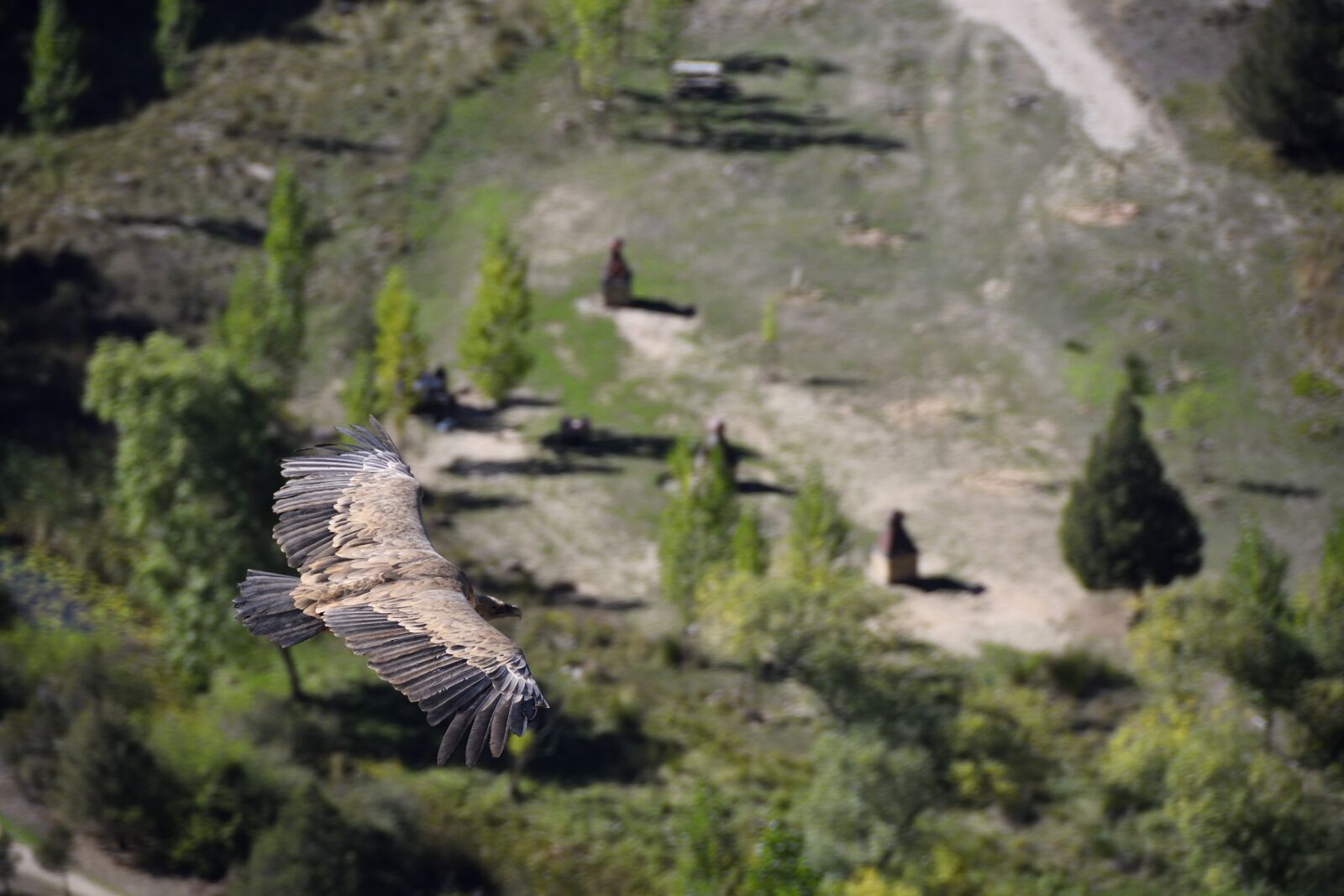 Nikon D500 sample photo. Vulture, viewpoint, mirador de photography