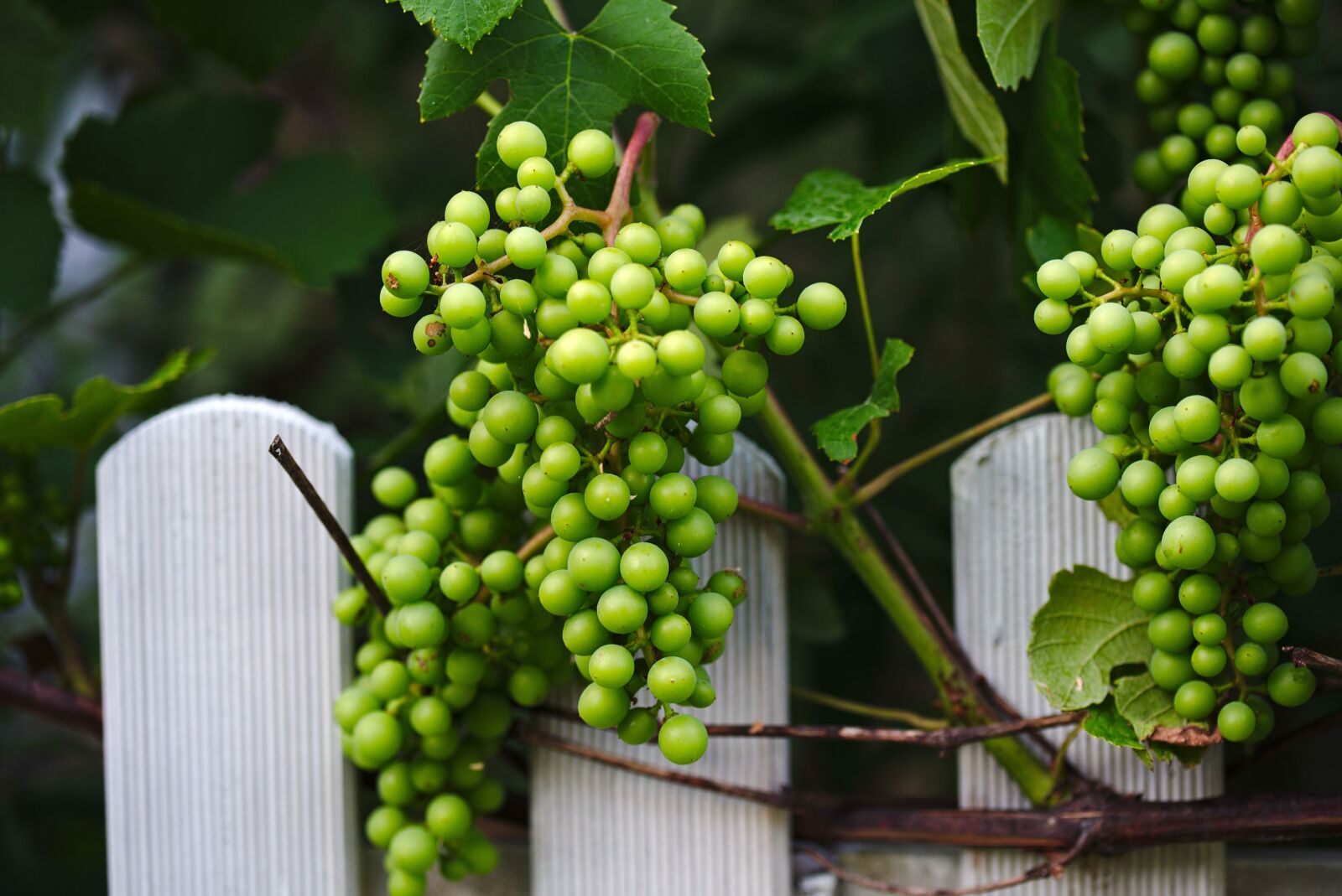 Nikon D3200 sample photo. Vineyard, bunch, grapes photography