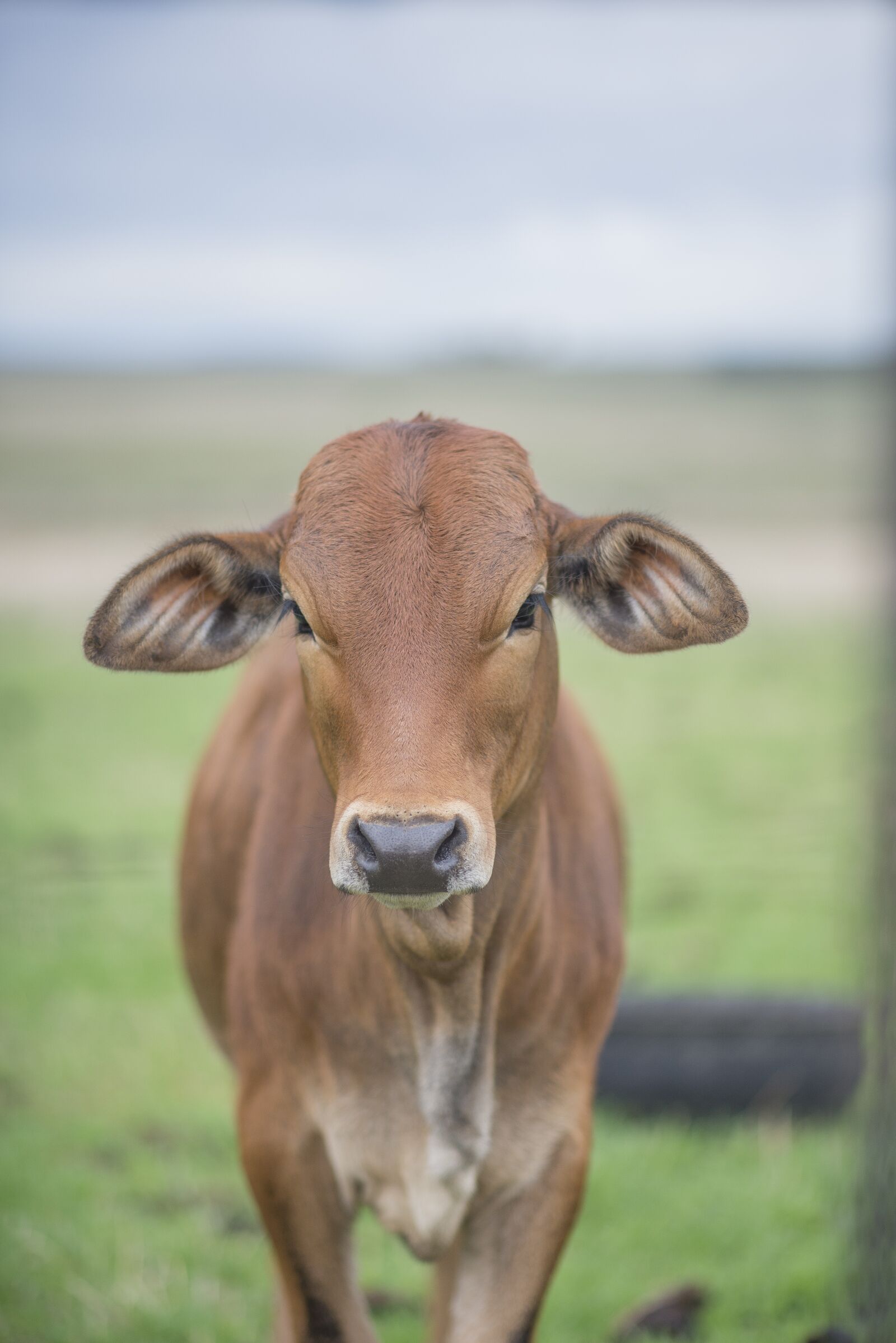 Nikon D600 sample photo. Baby cow, calf, animal photography