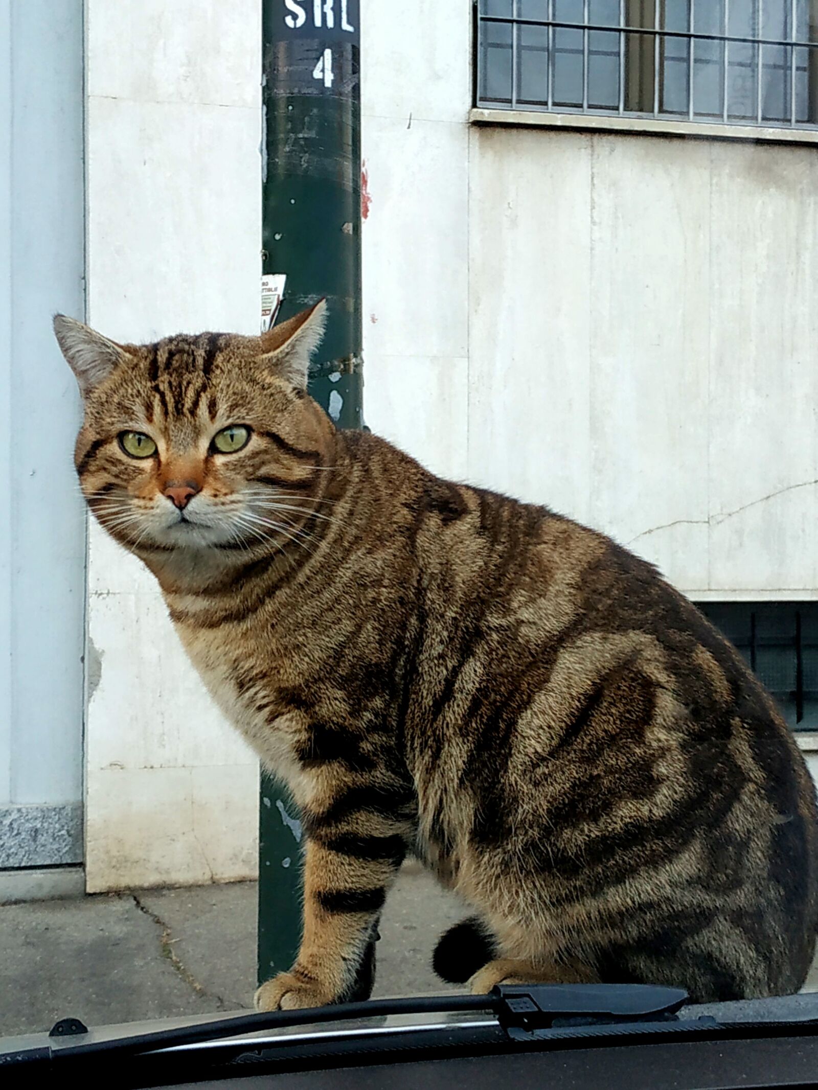 Xiaomi Redmi Note 5 sample photo. Cat, the striatum, feline photography