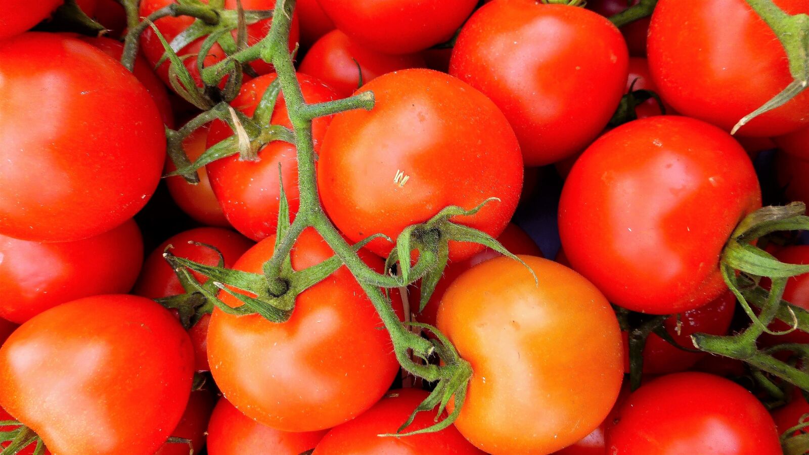 Panasonic Lumix DMC-ZS25 (Lumix DMC-TZ35) sample photo. Food, tomato, in good photography